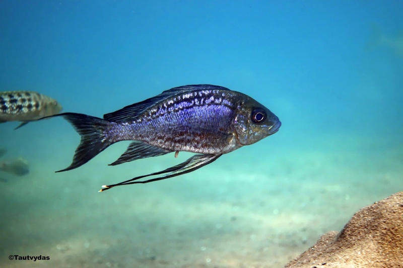 Cyathopharynx sp. 'neon streak' Lake Shore Lodge Kipili